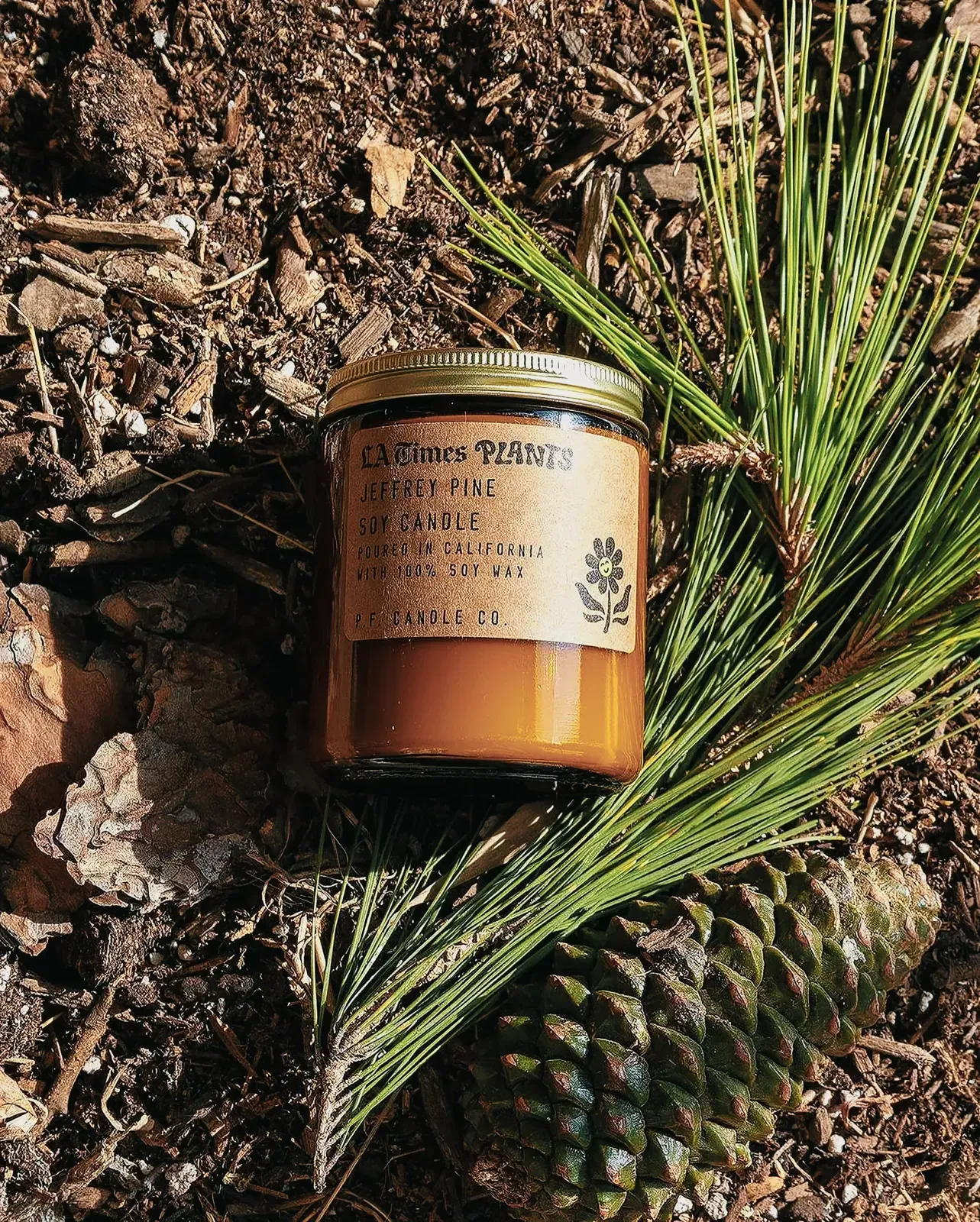 Lush outdoor setting with a candle in a jar surrounded by pine cones and plants